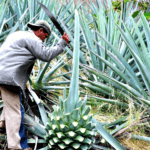 Harvesting Agave Hearts